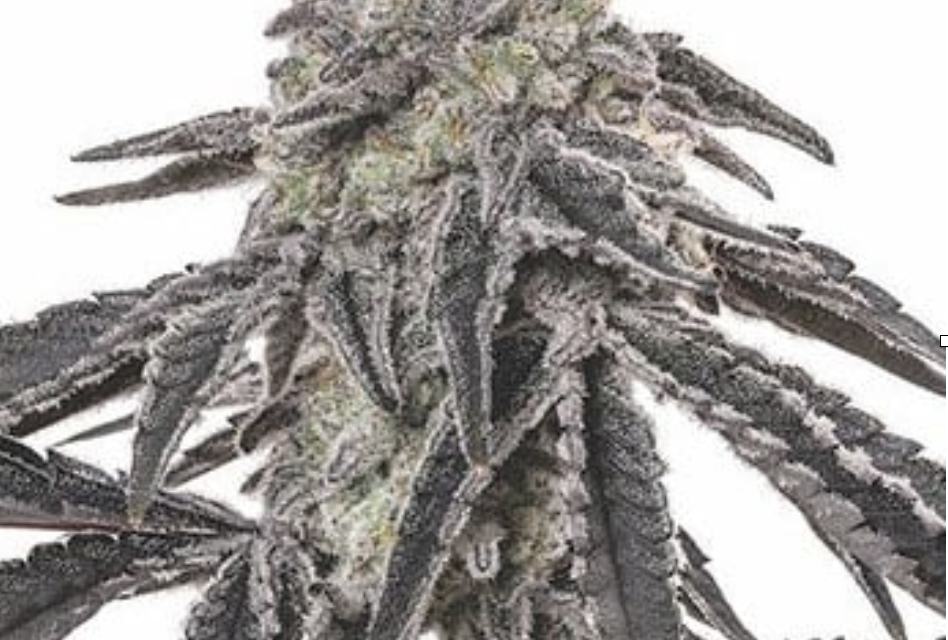 Growing Tips for Juicy Fruit Feminized Seeds from Growers Choice